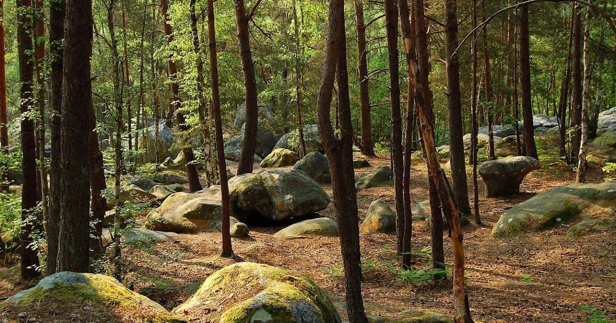 Forêt de Fontainebealu